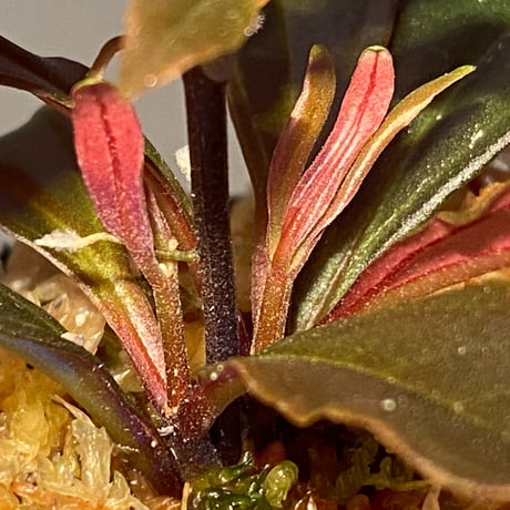 Medinilla sp. from Irian Jaya Papua