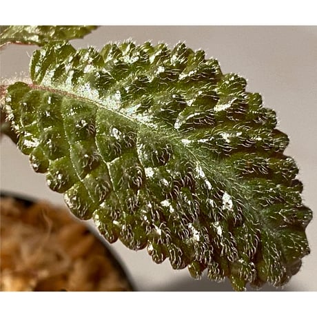 Nautilocalyx sp. 伊藤蟻植物農園