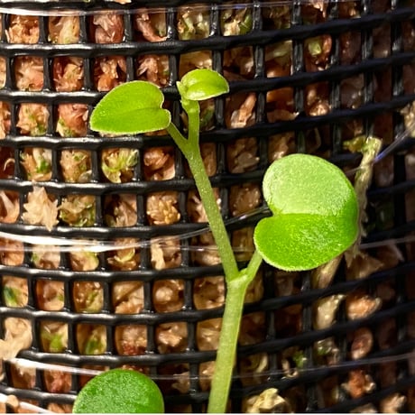 Peperomia sp. from Iquitos Peru [tanakay]