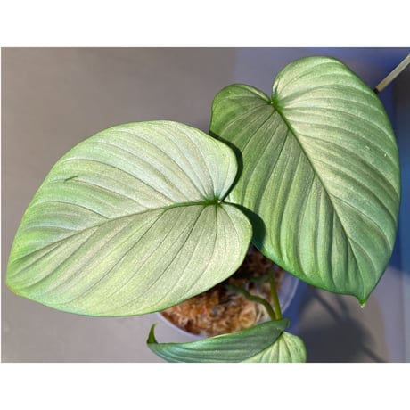 Homalomena sp. from Aceh sumatera [LA1118-03]