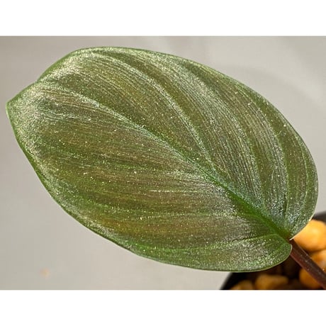 Homalomena sp. #9 from Sekadau [LA2013年] GN販売株