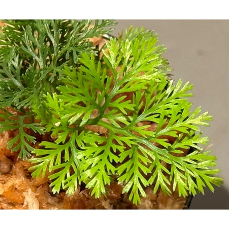 Davallia sp. from Sarawak ②