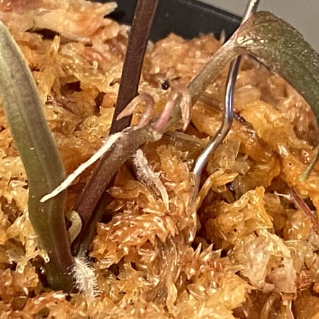 Dioscorea dodecaneura (discolor) from Ecuador