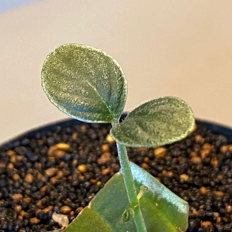 Cosmianthemum bullatum [LA0515-02]