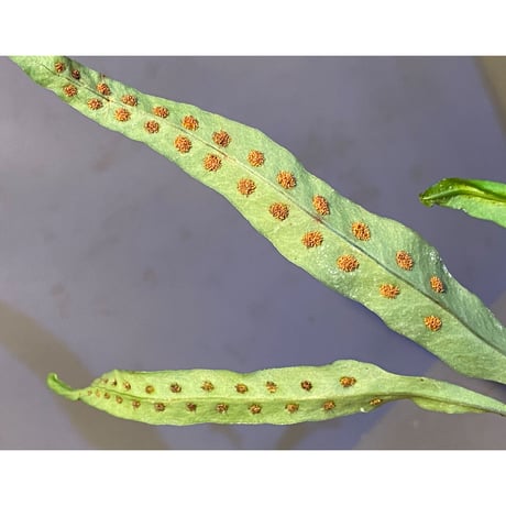 Lepisorus uchiyamae (コウラボシ) 奄美大島