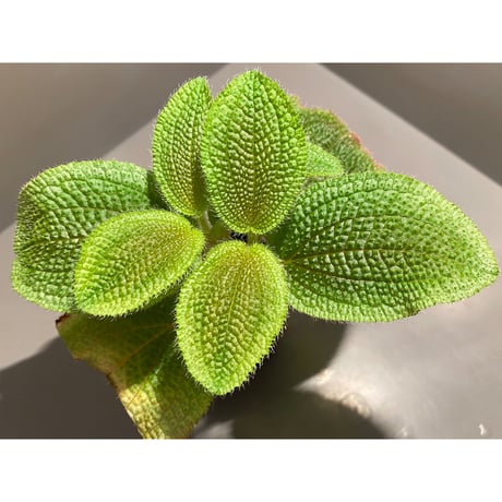Phyllagathis sp. from Dong Nai province south Vietnam