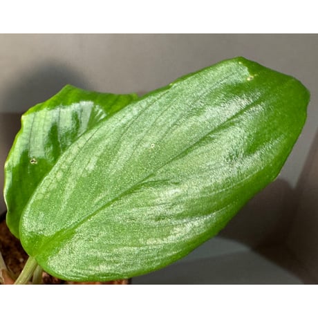 Homalomena sp. "Lingga-1 type GR" Pulau Lingga  [HW0622-01]