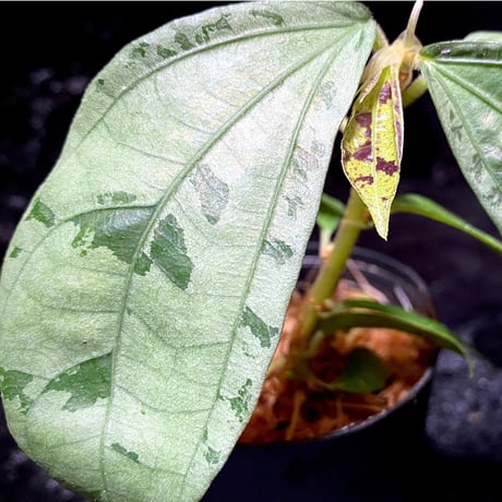 Elatostema sp. from Nopphitam [TK260915]