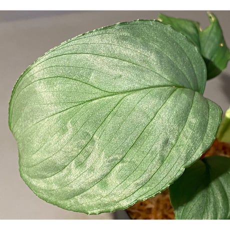 Homalomena sp. "Kayu Lapis" White Kal-barat [TB]