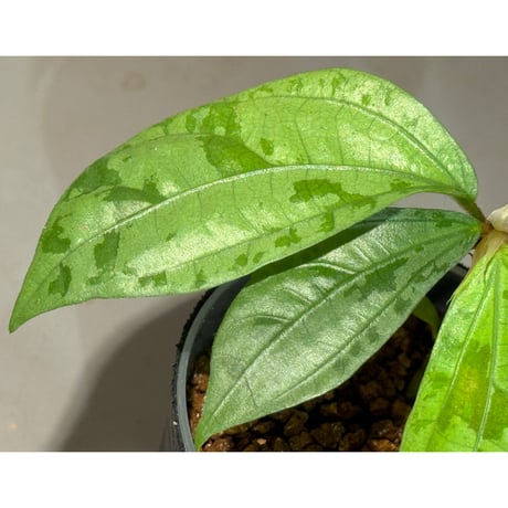 Elatostema sp. from Nopphitam [TK260915]