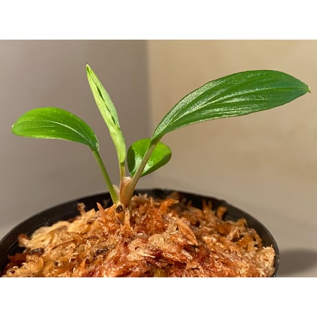 Homalomena sp. "Nanga pinoh" Kalimantan barat [TB]
