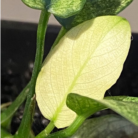 Anubias barteri var. nana "variegated"