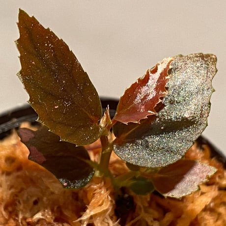Begonia sp. from Julau [R1214-01b]