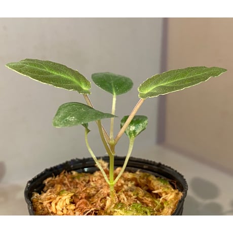Unknown from Iquitos Peru [tanakay]