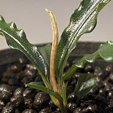 Bucephalandra sp. "MEDUSA"