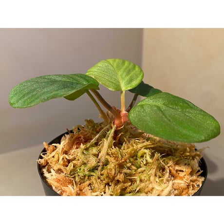 Homalomena sp. from Sumatera Utara [LA0118-02]