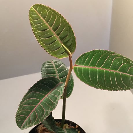 Labisia sp. from Riau Sumatera