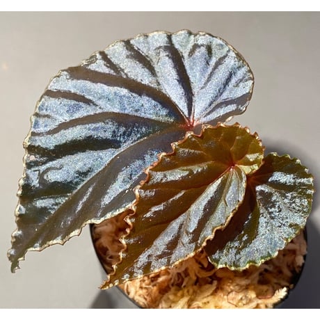 Begonia Rec3 [K0619-f1]