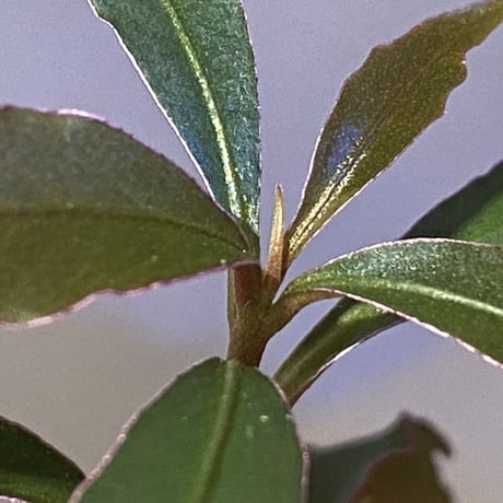 Ardisia sp. from Kapuas Hulu Kalimantan barat