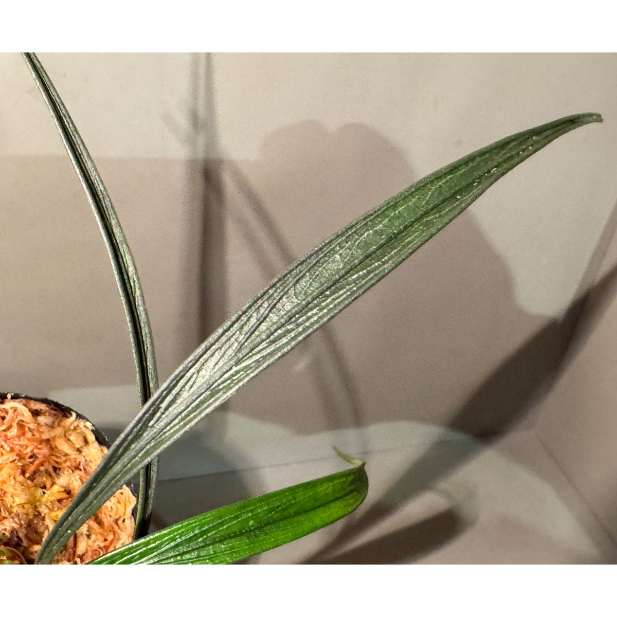 Josefia intricata (旧Aridarum perisai) from Cent
