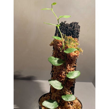 Ficus sp. from Murung raya [LA0515-05]