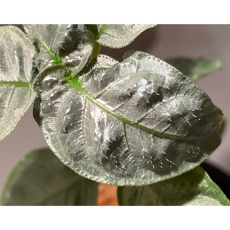 Ophiorriza sp. "鋼" from Aceh Selatan [HW0816-03]