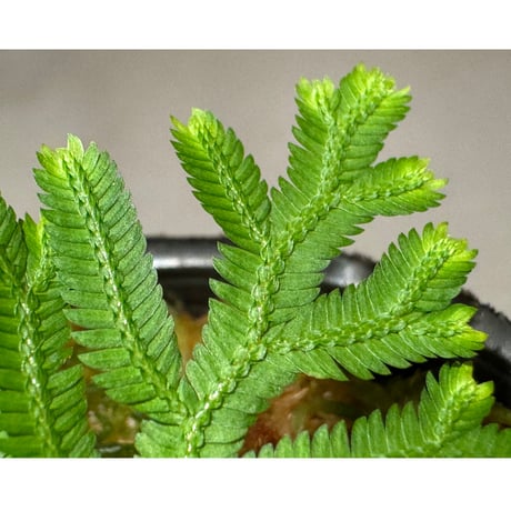 Selaginella biformis [STRINGE PLANTS]
