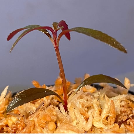 Sonerila linearis from Kedah Malaysia [LA0717-02]