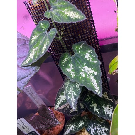 Unknown climbing plants from Ngabang West Kalimantan