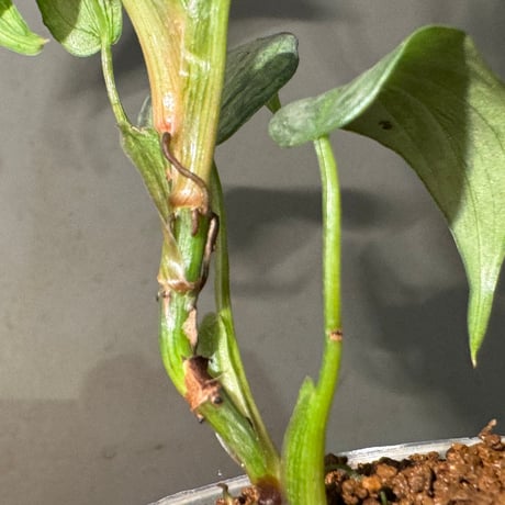 Philodendron sodiroi "Variegata"