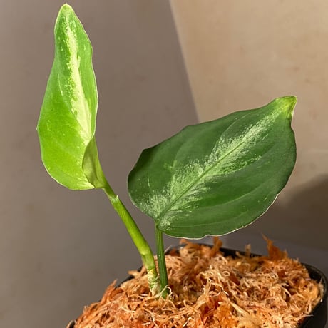 Aglaonema pictum tricolor DFS from Sumatera Barat [AZ0912-1]
