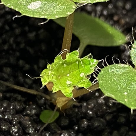 Begonia sp. from Rahad Datu [TK081116-1]