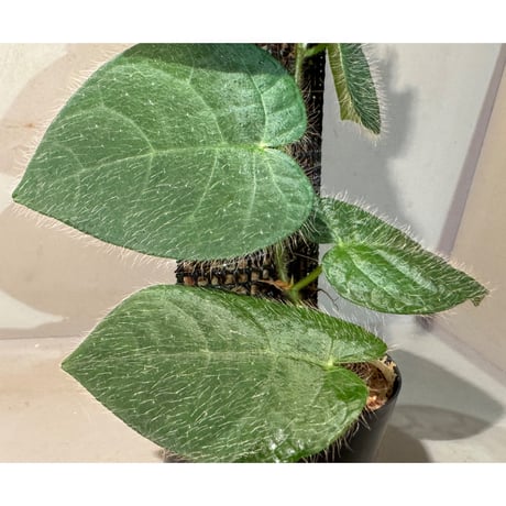 Ficus sp. from Selangor
