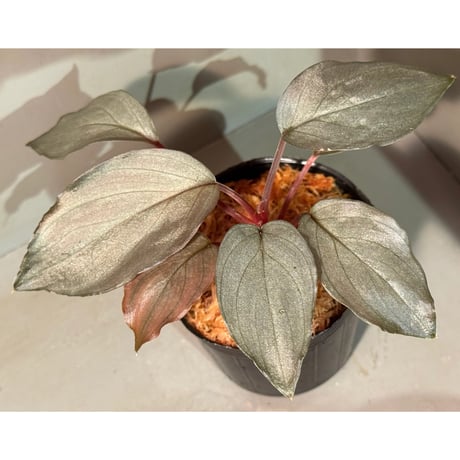 ホマロメナ | STORES