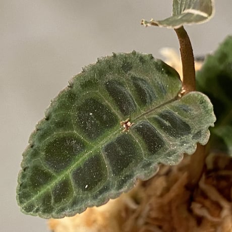 Emblemantha urnulata (Labisia sp.) from Riau sumatera [LA0815-01]