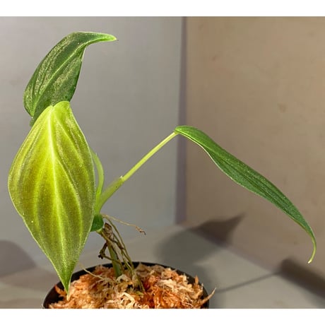 Philodendron melanochrysum ②