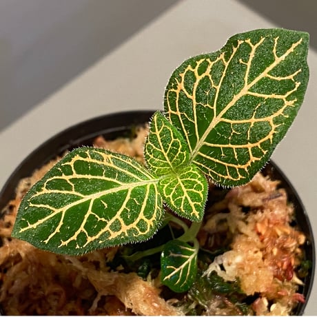 Argostemma neurocalyx from Riau sumatera [LA0815-02]