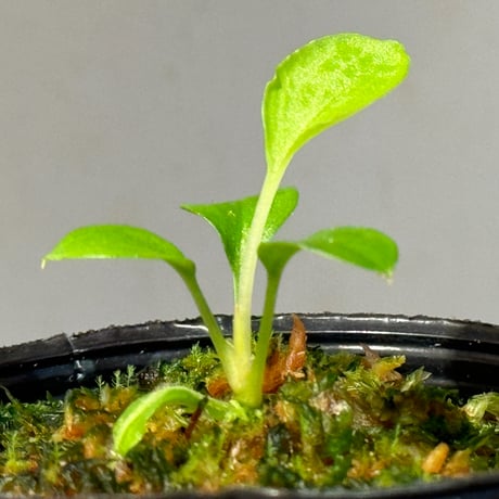 Homalomena sp. from Solok sumatera [LA0616-03]