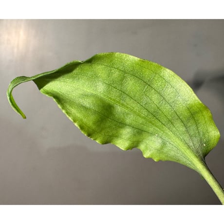 Cryptocoryne joshanii from Basilan island philippines [LA]