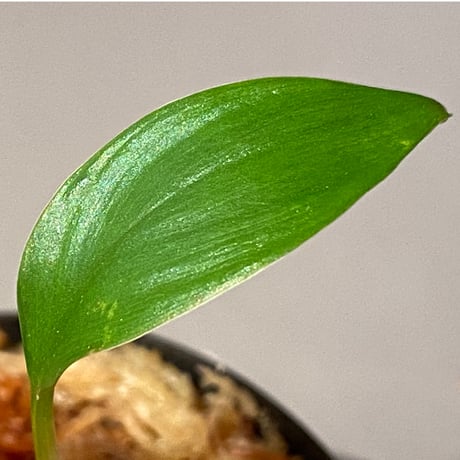 Homalomena sp. from Kuala Balah [TK270316] ②
