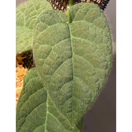 Ficus sp. from Selangor
