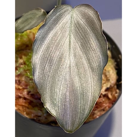 Homalomena sp. from West Java