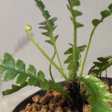 Blechnum obtusatum var. obtusatum from New Caledonia (固有種)