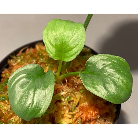 Homalomena sp. "Kayu Lapis" White Kal-barat [TB]