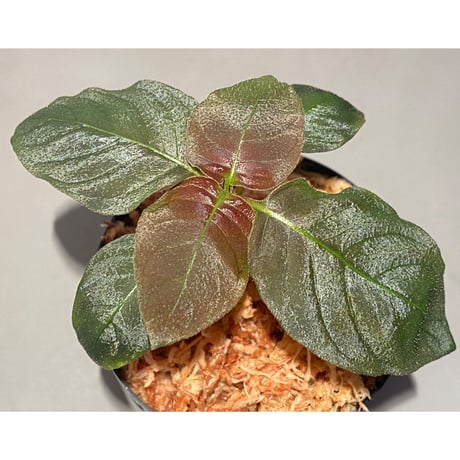 Ophiorrhiza sp. from Papua Barat[LA0319-01]