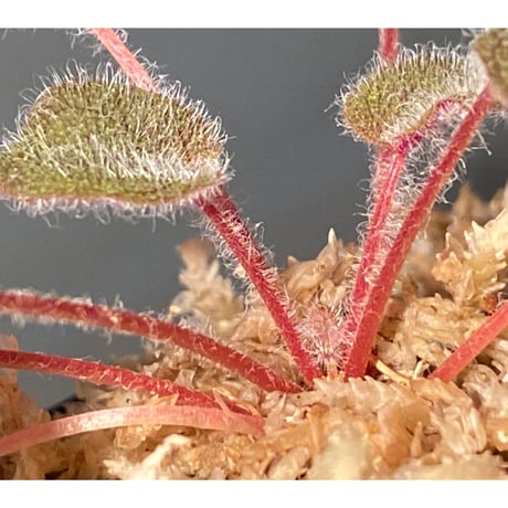 Sonerila dongnathamensis [LA]