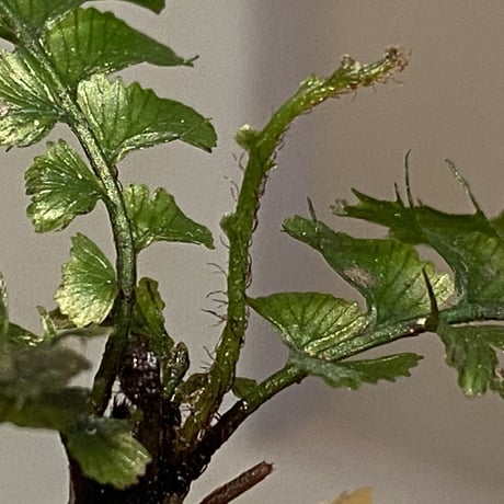 Cephalomanes sp. from Khlong Yai Trat Thailand ③