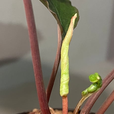 Homalomena sp. 'Rec1-08' K0718-f1 [KZT]