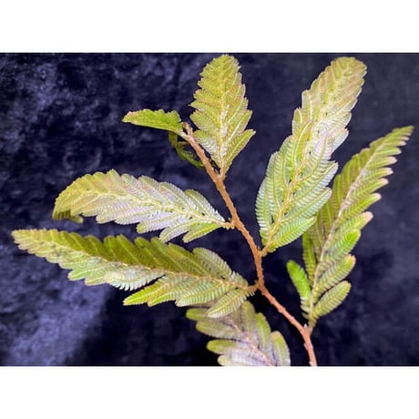 Selaginella wallichii 伊藤蟻植物農園