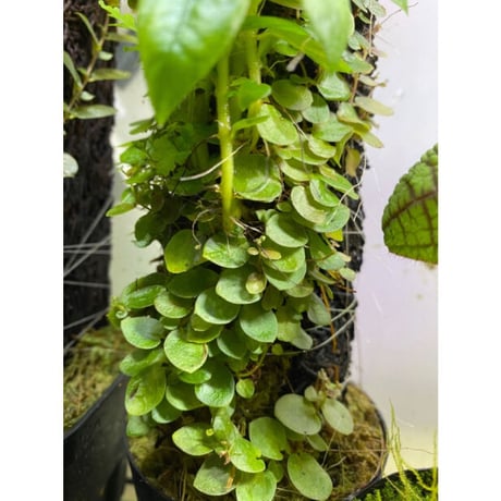 Ficus sp. from Aceh sumatera [LA0616-04]